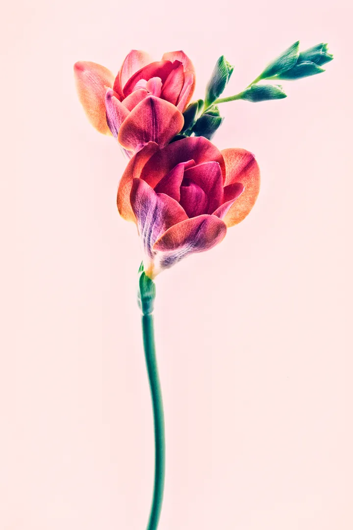 Art photo, fleurs, fressia, flower power, gallerie d'art, festival photo, série photo, photographe