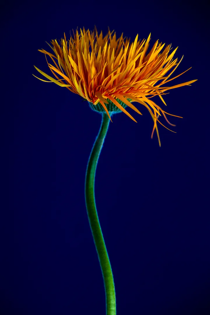 Still life , serie photographique, gallerie art; nature morte, shooting artistique