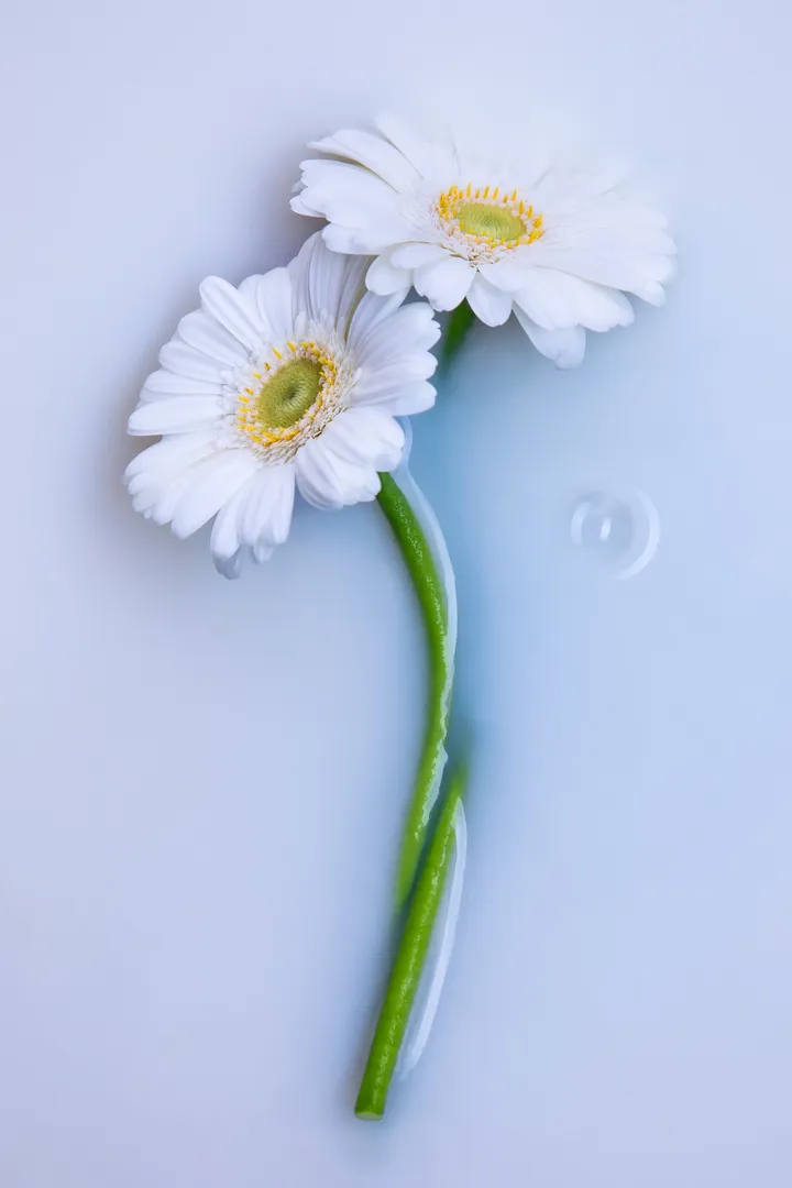 artiste photographe; fine art photography; instants figés, nature morte, still life