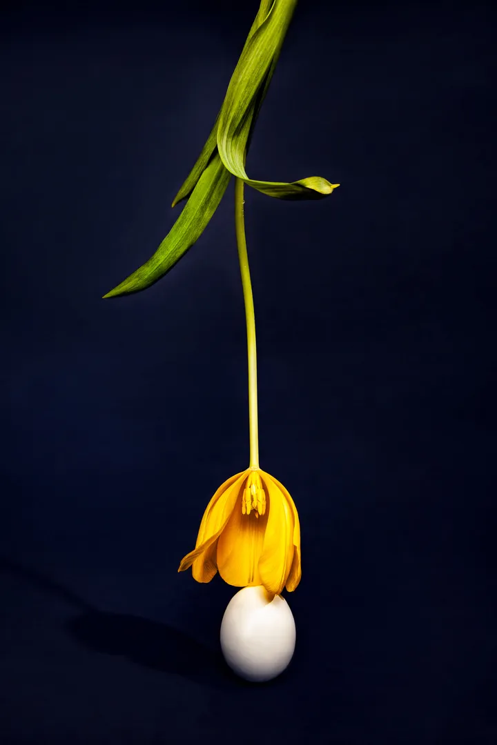 Fine art photo; atiste photographe, galerie d'art, photographe still life