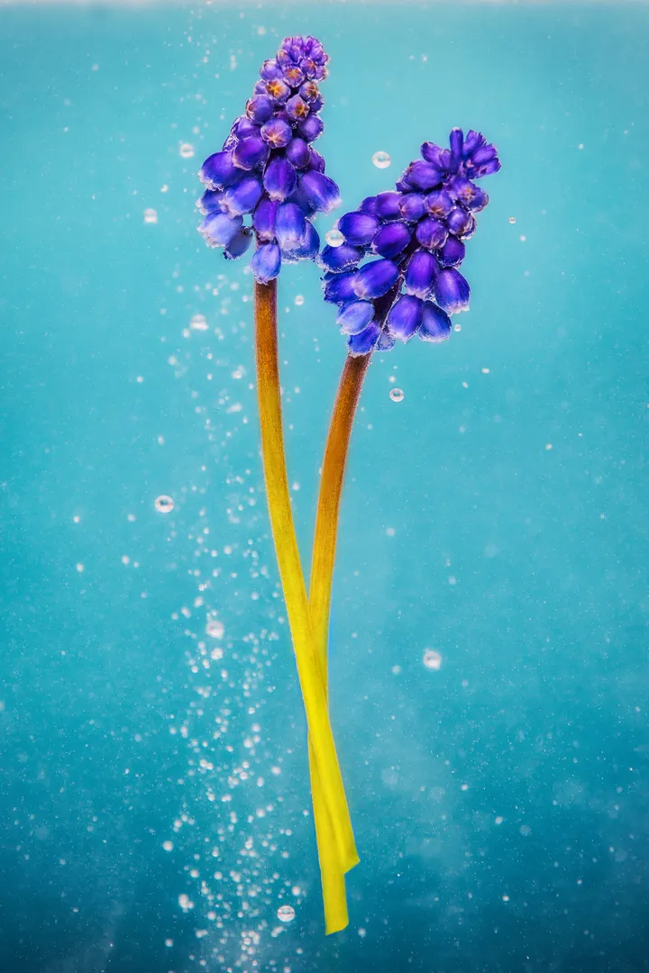 nature morte, photographe, photographe produit, galerie art; femme artiste