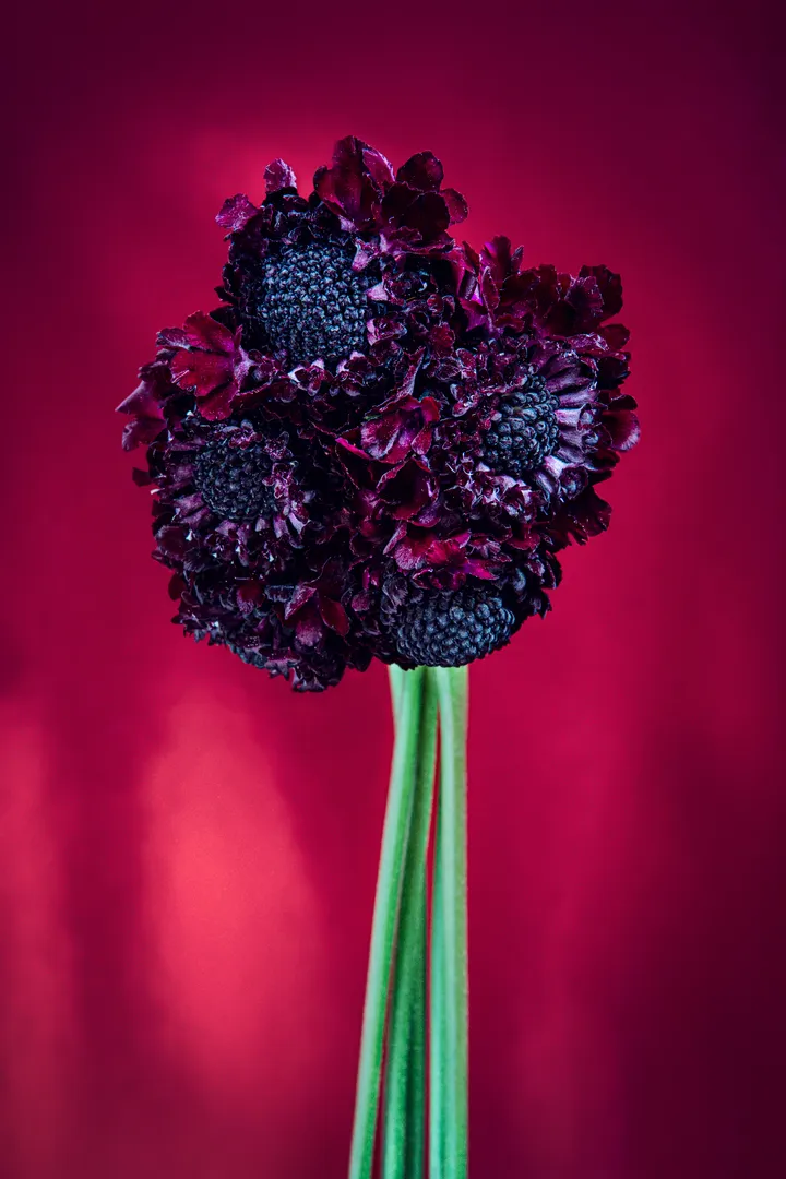 photo artistique; photo art; gallerie art; paris photo; scabieuses, set design photo; still life