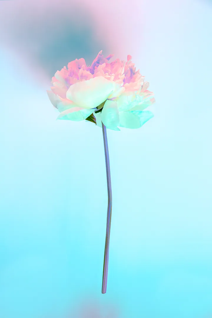 femme artiste; photo ; femme photographe; still life photo; gallerie art;