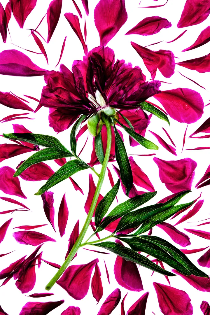 art gallery; art collector; fine art photography; photo art; amour; art lover